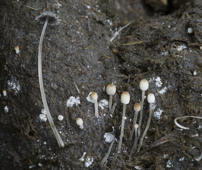 Coprinellus pellucidus